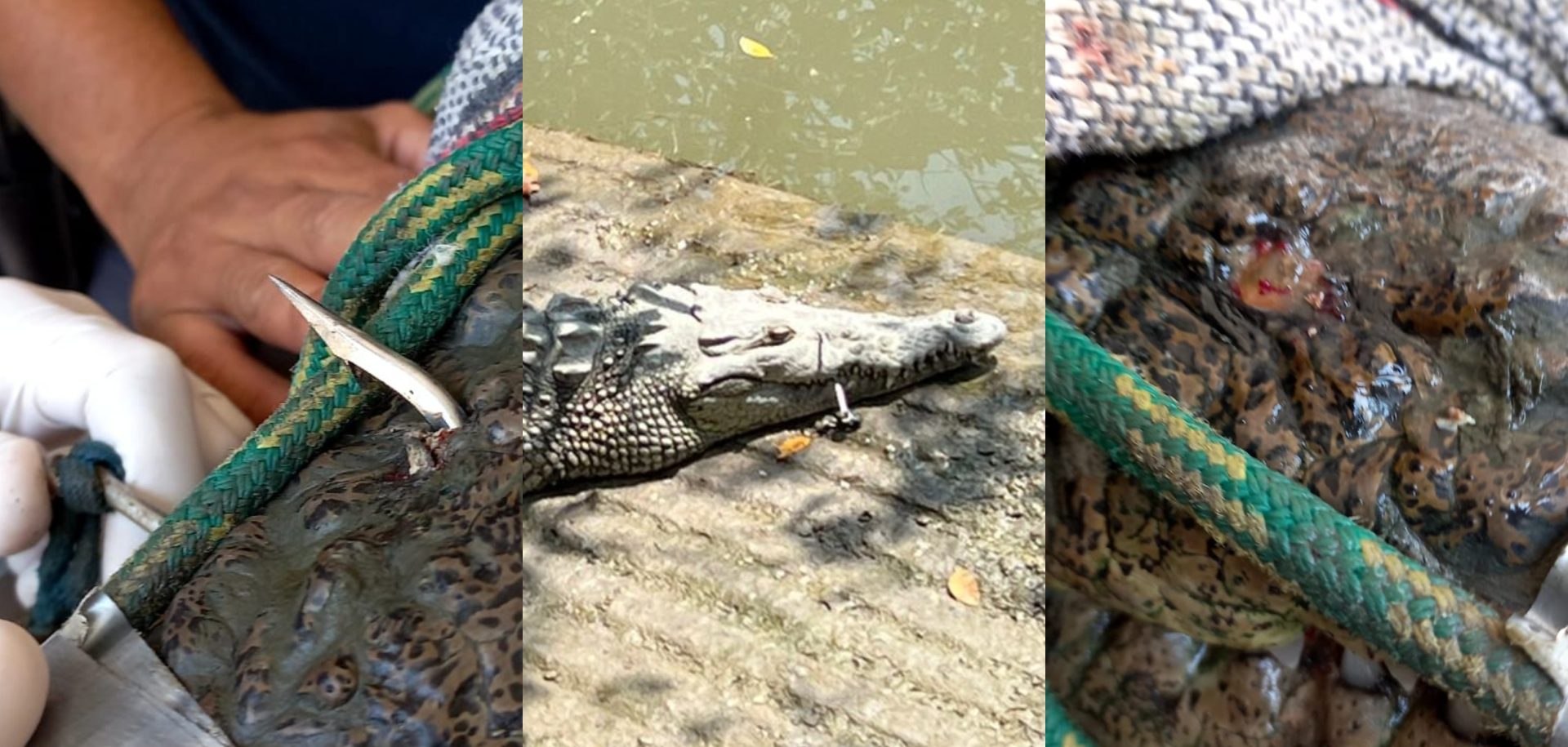 Reubican a cocodrilo herido en Bahía de Banderas | Vive Puerto Vallarta